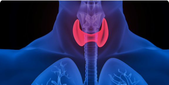 Medical Image Segmentation